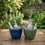 Adenium obesum 'Blue Phoenix'