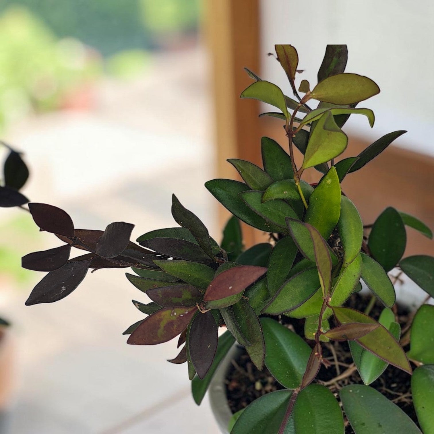 Hoya 'Rosita' (Červené listy) D6 - vonné květy
