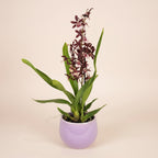 Oncidium 'Purple Grape'