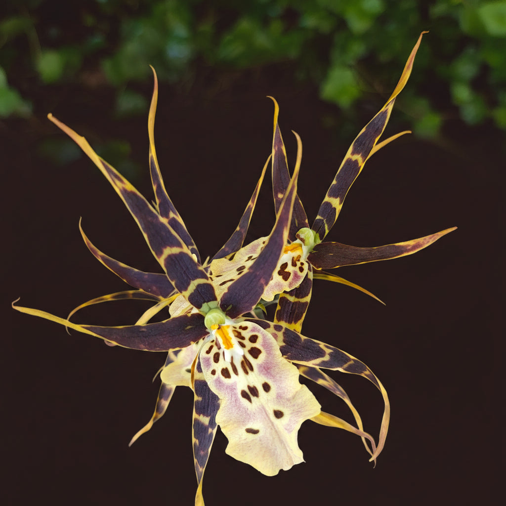 Miltassia (Bratonia) Shelob Tolkien Pink - flori parfumate