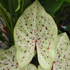 Caladium Miss Muffet