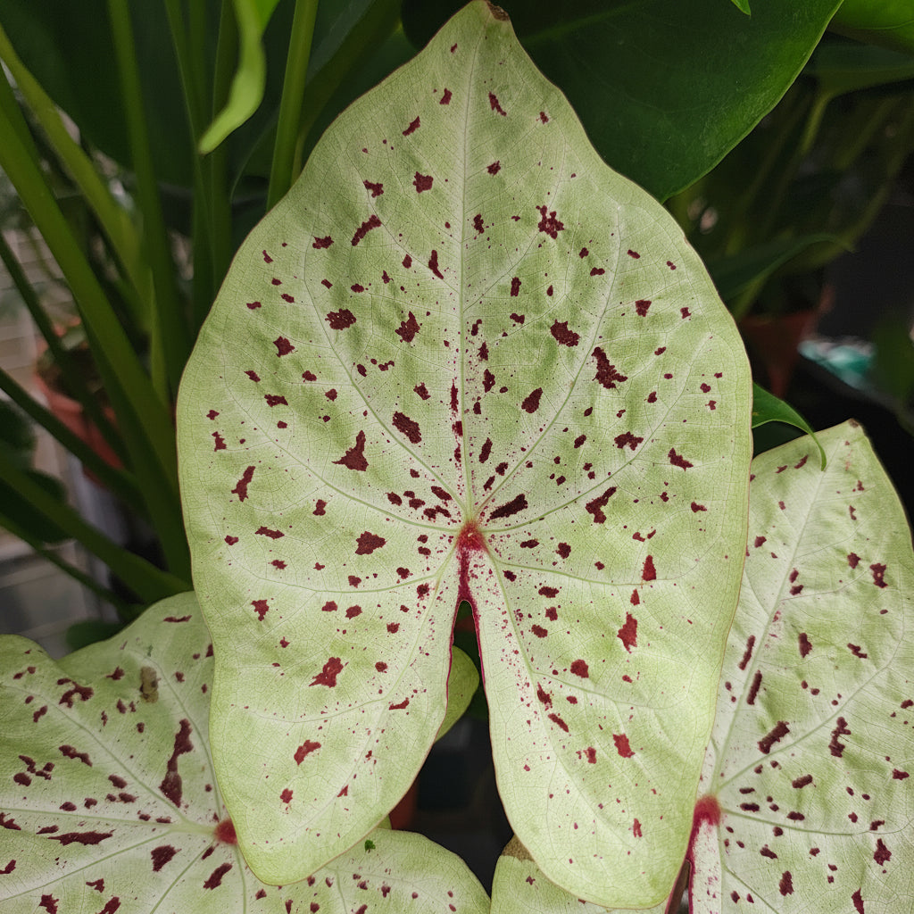 Caladium Miss Muffet