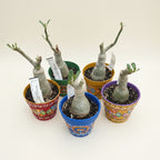 Adenium obesum 'Golden Years'