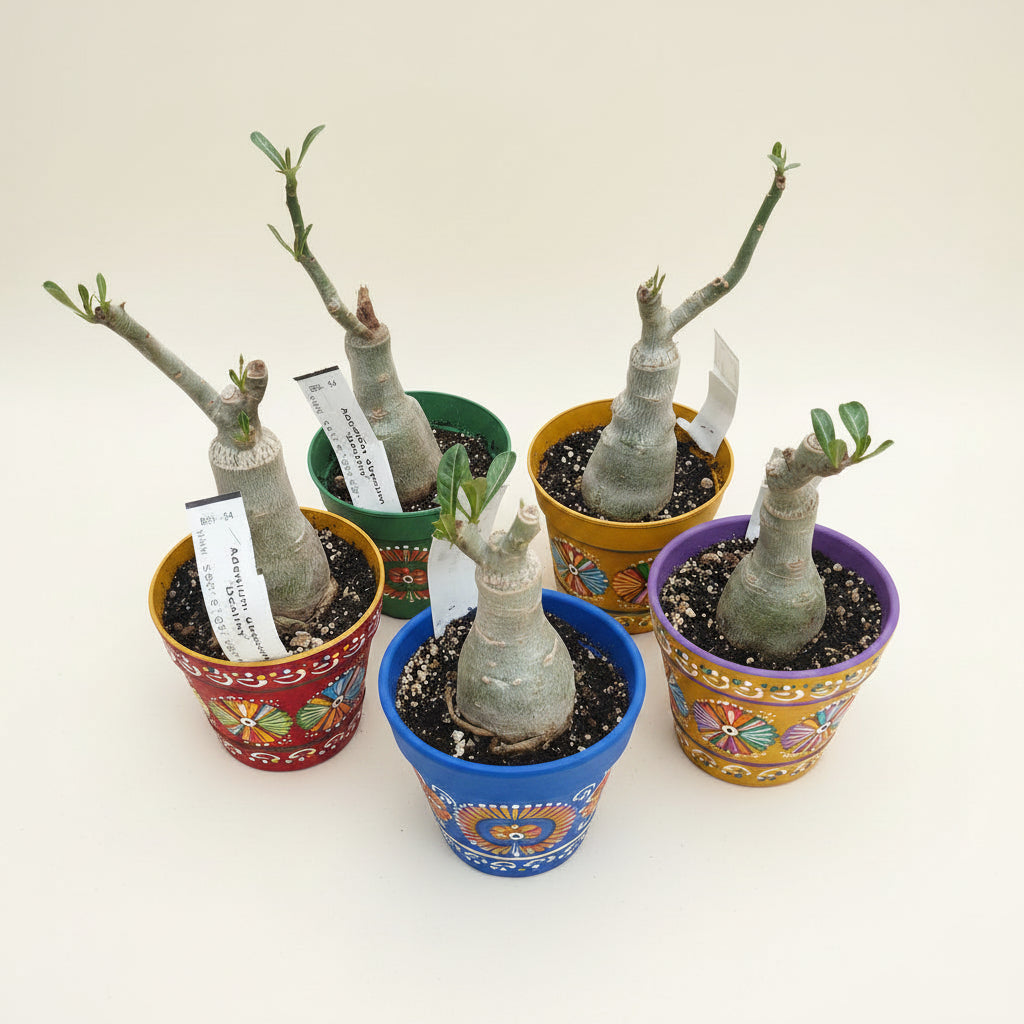 Adenium obesum 'Destinée'