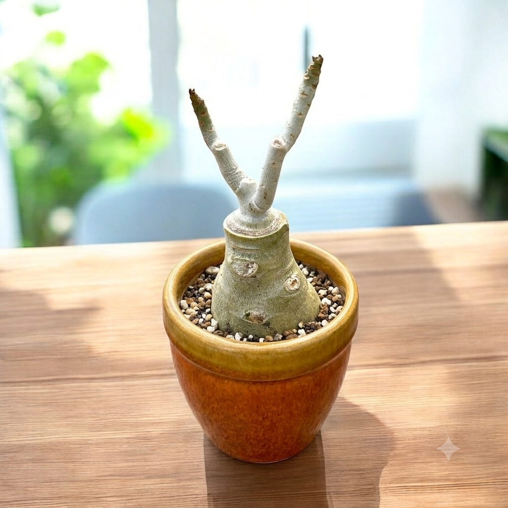 Adenium obesum 'Lotus'