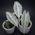 Alocasia longiloba 'Silver' - alocasia rara con foglie argentate