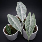 Alocasia longiloba 'Silver' - alocasia rara con foglie argentate