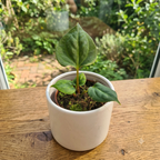 Anthurium portillae - Anthurium da collezione con foglie vellutate e nervature a contrasto