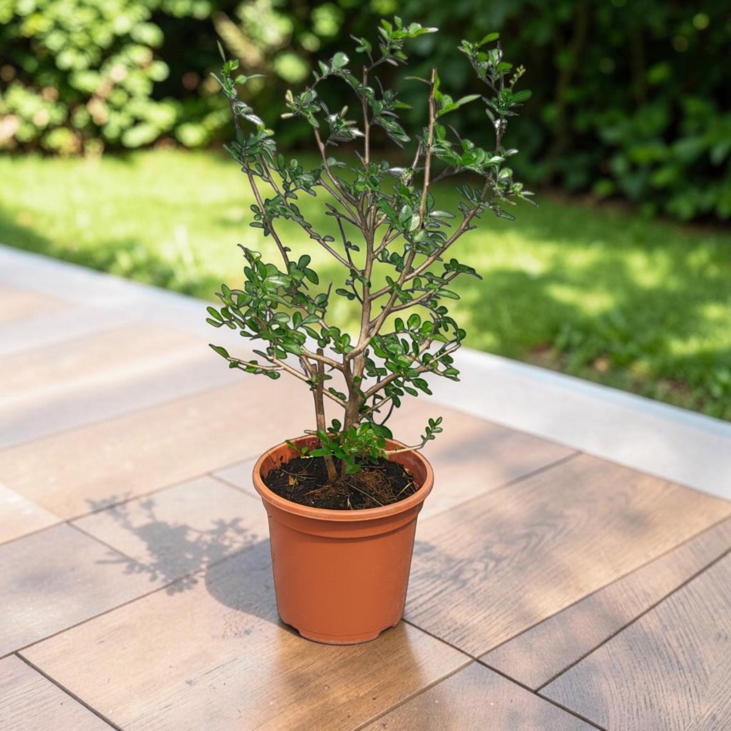 Murraya paniculata (Orange Jasmine) - Large specimens, multiple plants/pot