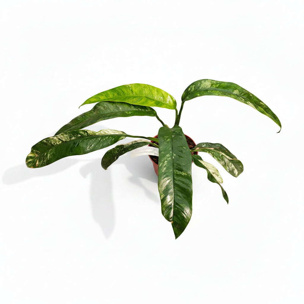 Rhaphidophora puberula 'Variegata'