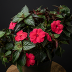 Achimenes 'Robin Rojo'