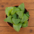 Haworthia retusa cv. 'Limettengrün' - variegata