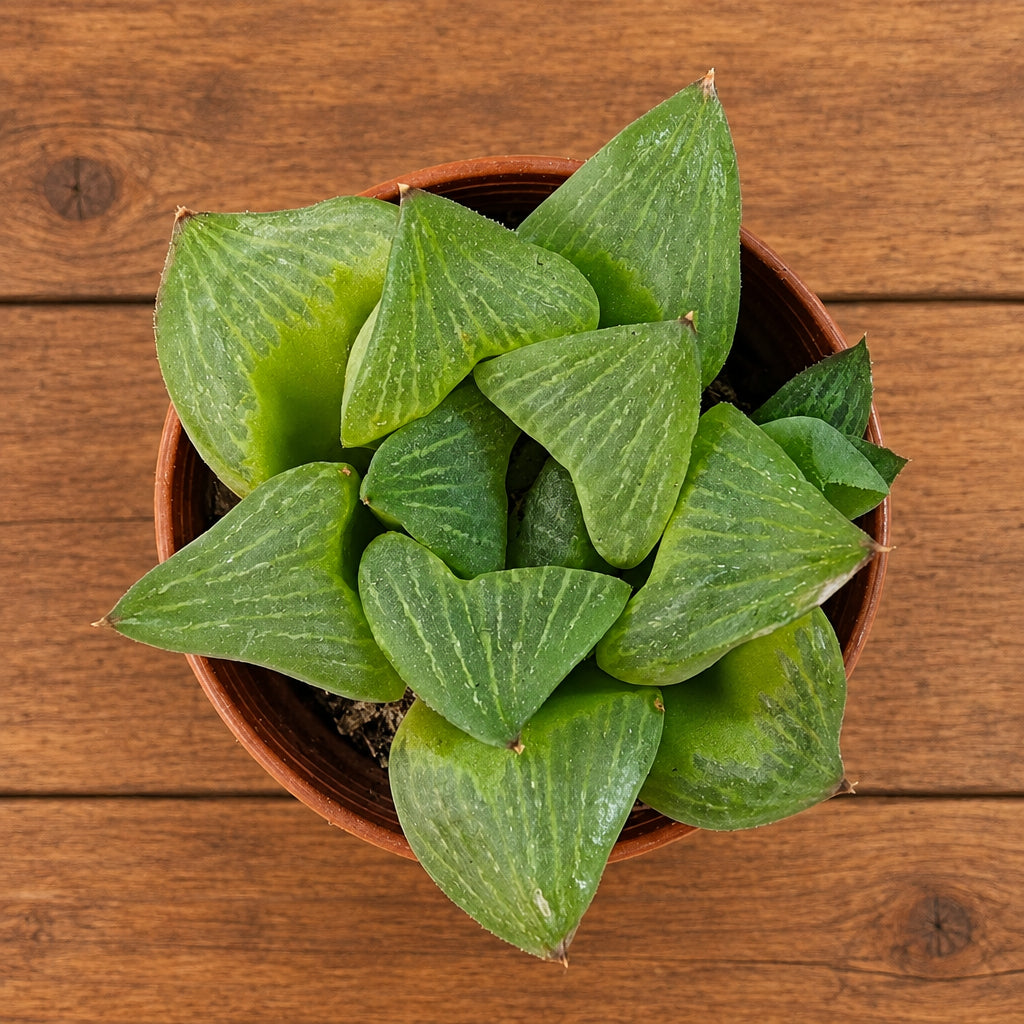 Haworthia retusa cv. 'Limettengrün' - variegata