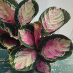 Calathea (Goeppertia) ‘Rosy’