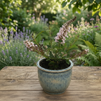 Buddleja davidii ‘Little Rockstars Pink’ - lila de verano enano, con aroma delicado