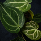 Anthurium magnificum (Babypflanze - juvenile Form)