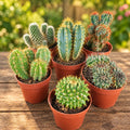 Mixed cacti