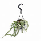 Dischidia ruscifolia 'Variegata' (Millionen Herzen Pflanze) - ausgewachsene Exemplare