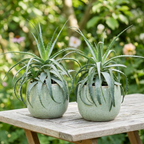 Aloe arborescens D17