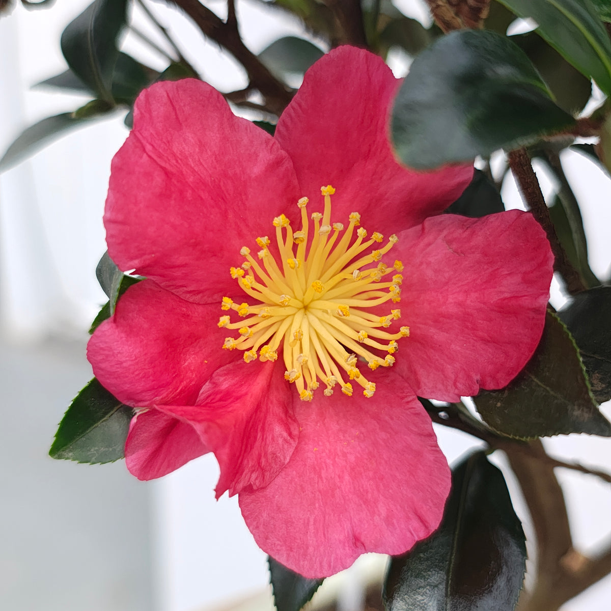 Bonsai Camellia sasanqua 'Yuletide' - kamelia jesienna w formie bonsai