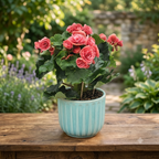 Begonie 'Borias' – dekorative Begonie mit zweifarbigen Blüten und üppigem Laub