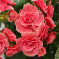Begonie 'Borias' – dekorative Begonie mit zweifarbigen Blüten und üppigem Laub