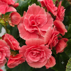 Begonie 'Borias' – dekorative Begonie mit zweifarbigen Blüten und üppigem Laub
