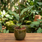 Aglaonema 'Spiderman' – Aglaonema mit rosa Adern und spektakulärem tropischem Laub