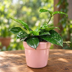 Hoya crassipetiolata 'Splash' D11