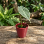 Alocasia longiloba 'Silver' - alocasia rara con foglie argentate