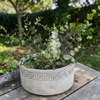 Eukaliptus XL - Eucalyptus pulverulenta 'Baby Blue'