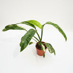 Rhaphidophora puberula 'Variegata'