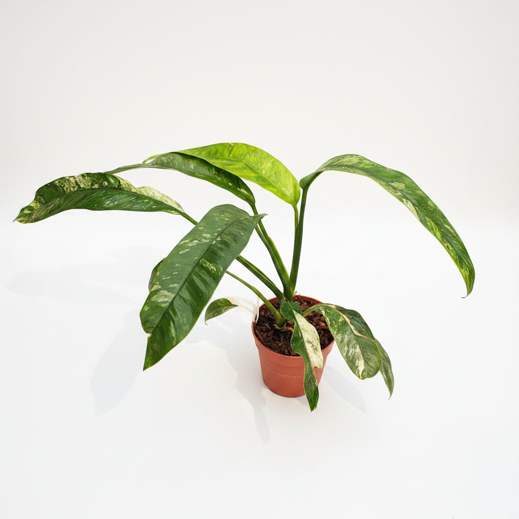 Rhaphidophora puberula 'Variegata'