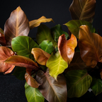 Philodendron 'Sunlight' - vibrantna ljepota i jednostavno održavanje