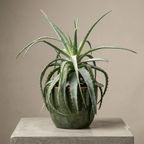 Aloe arborescens D17