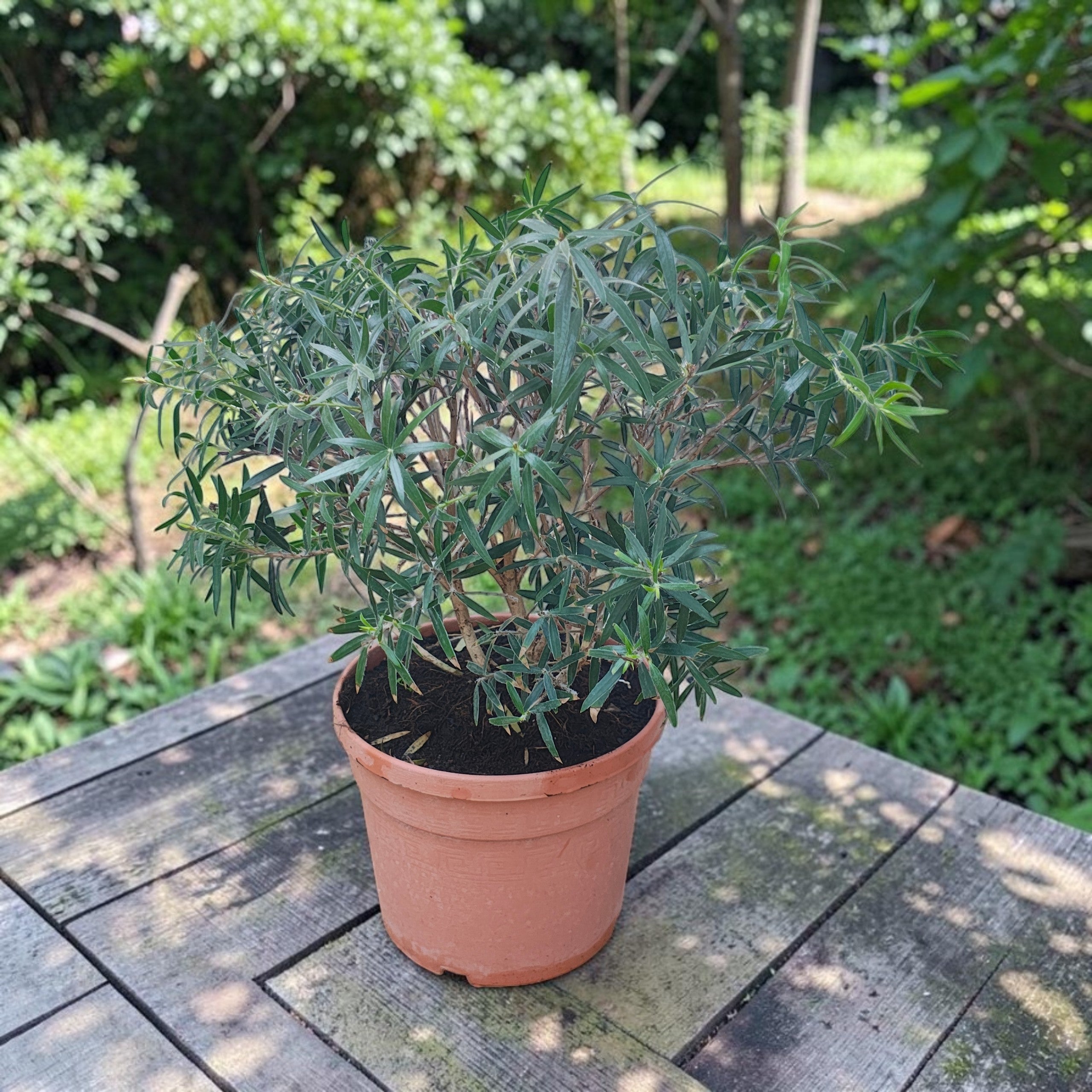 Callistemon ‘Masotti’ (arbre à brosse) – floraison spectaculaire à l’aspect exotique