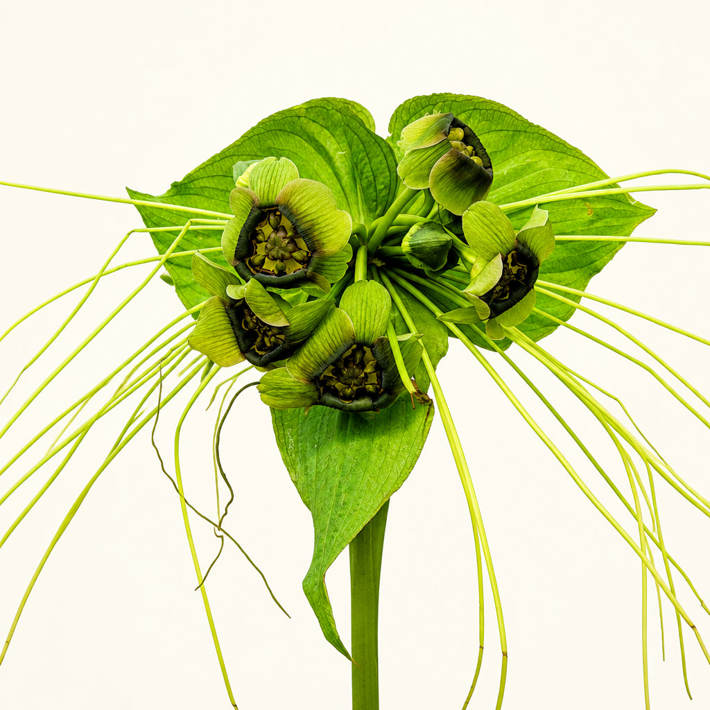 Tacca chantrieri 'Green Isle'– smaragdový netopýří květ, velkolepá tropická rarita