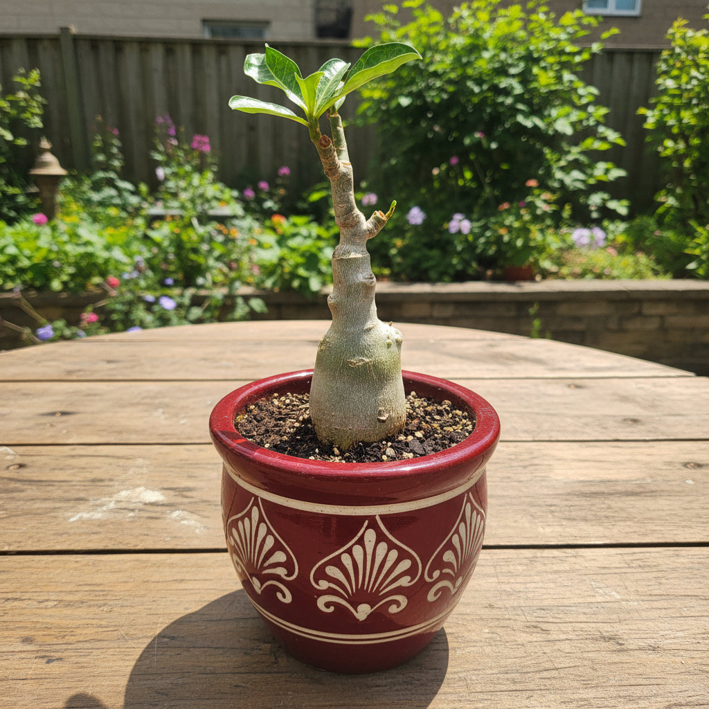 Adenium Obesum 'Smoke'