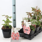 Rosa 'Carminia'® - Trandafir floribunda, flori parfumate