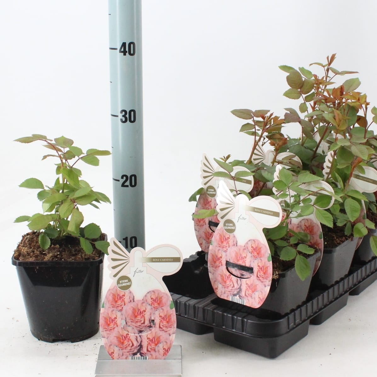 Rosa 'Carminia'® - Trandafir floribunda, flori parfumate