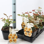 Rosa 'Faustinia'® - Trandafir floribunda, flori parfumate