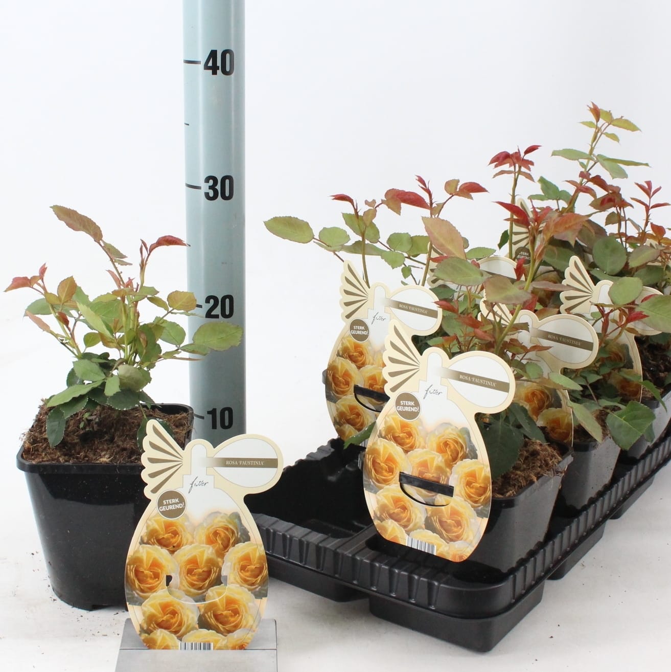 Rosa 'Faustinia'® - Trandafir floribunda, flori parfumate