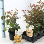 Rosa 'Faustinia'® - Trandafir floribunda, flori parfumate