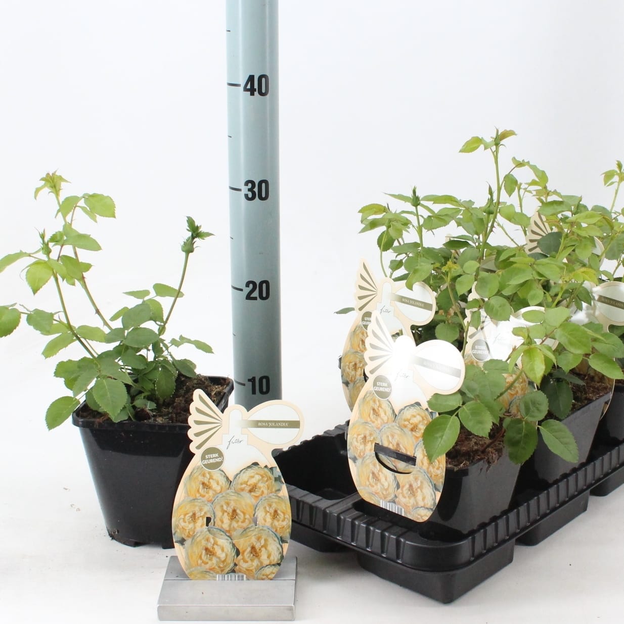 Rosa 'Jolandia'® - Trandafir floribunda, flori parfumate