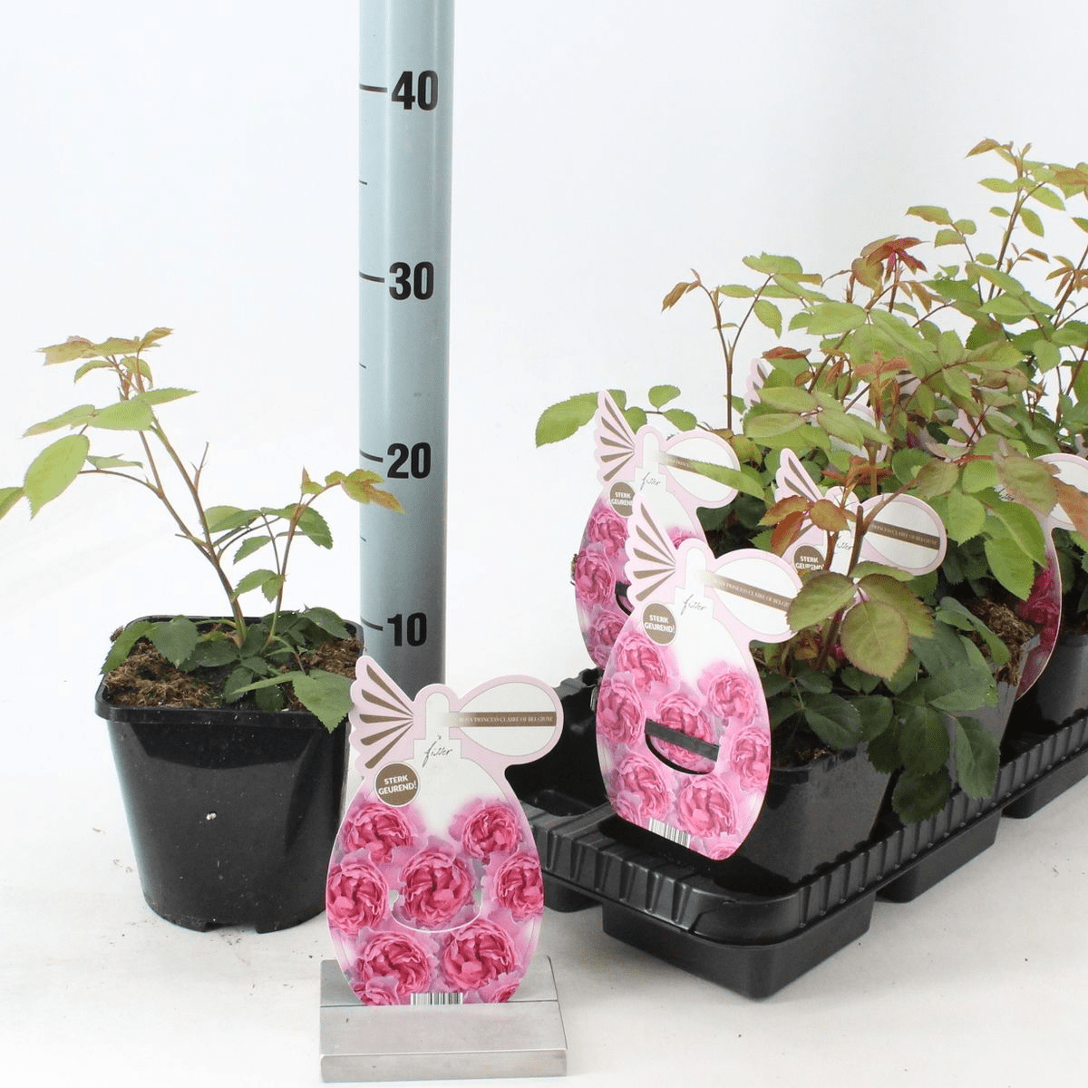 Rosa 'Princesse Claire of Belgium'