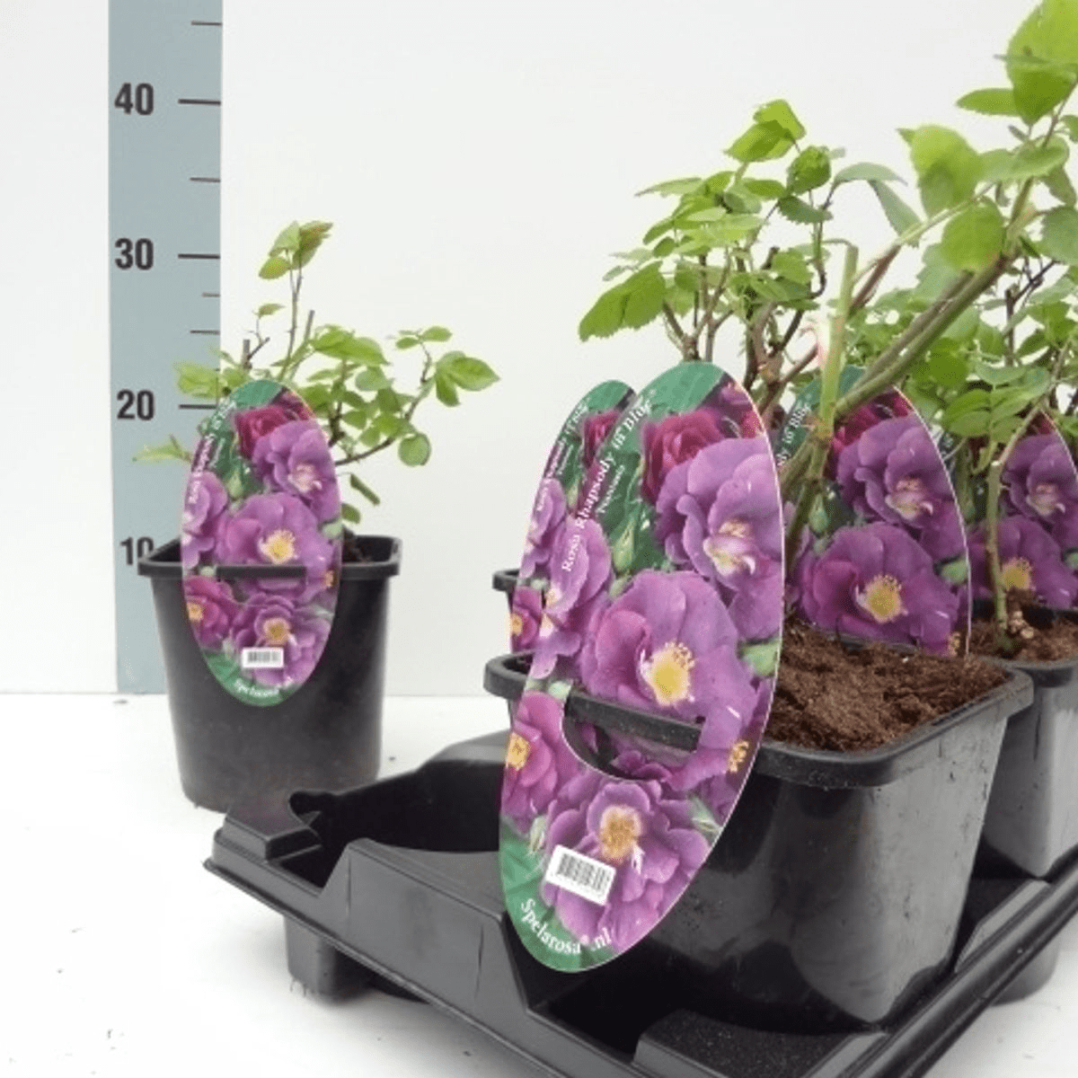 Rosa 'Rhapsody in Bleu'® - Trandafir floribunda, flori parfumate