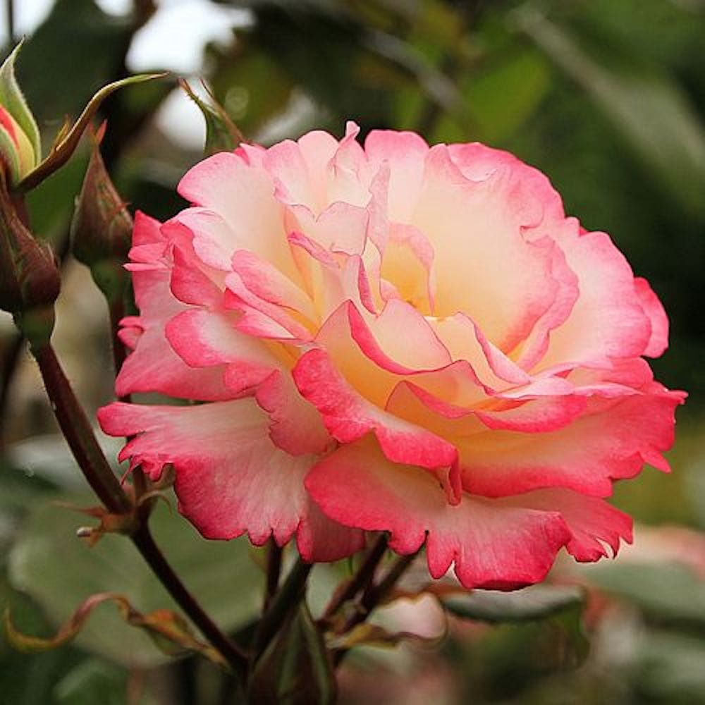 Rosa ‘Libretto’® - Trandafir floribunda, catarator, flori mari