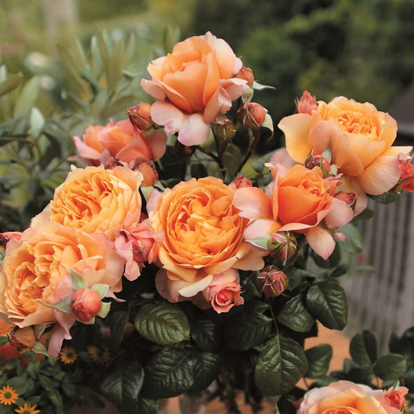 Rosa 'Capri'® - teahibrid puternic parfumat cu flori duble, nostalgie