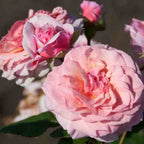 Rosa 'Carminia'® - Trandafir floribunda, flori parfumate