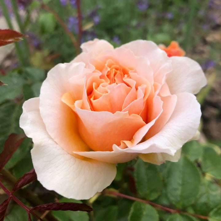 Rosa 'Floriana'